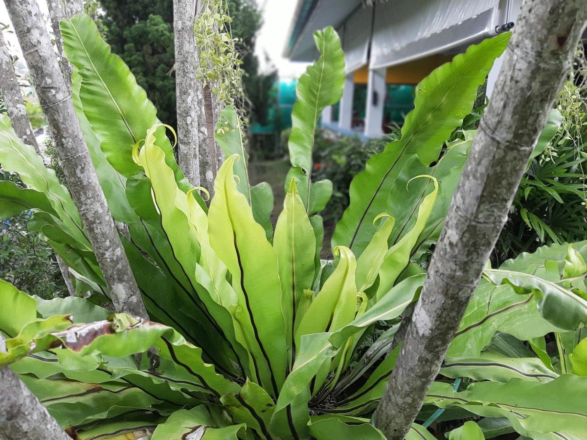 微笑之家酒店及泳池 Rawai 外观 照片